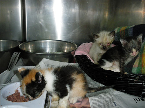 Katzenberatung - Katzenverhaltensberatung - Katzenexpertin - Katzenpsychologin