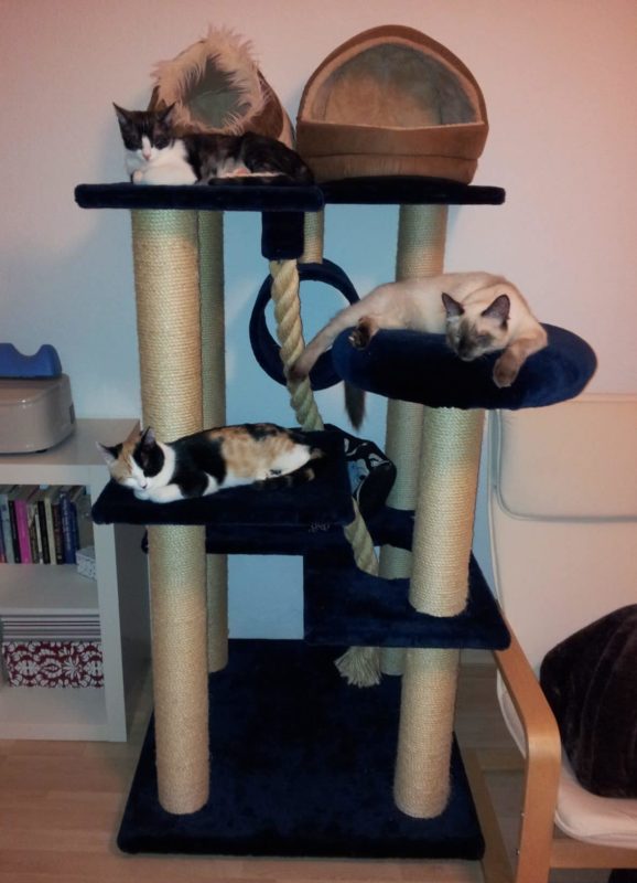 Katzenberatung in Berlin