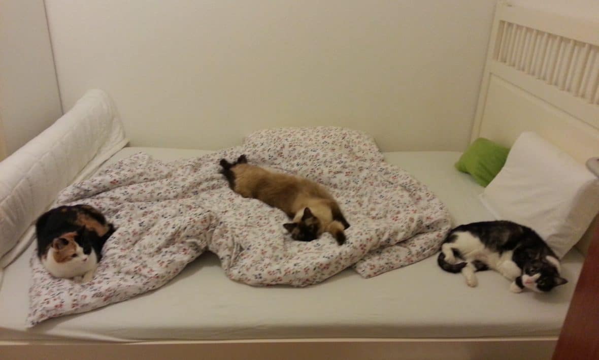 Katzen Training