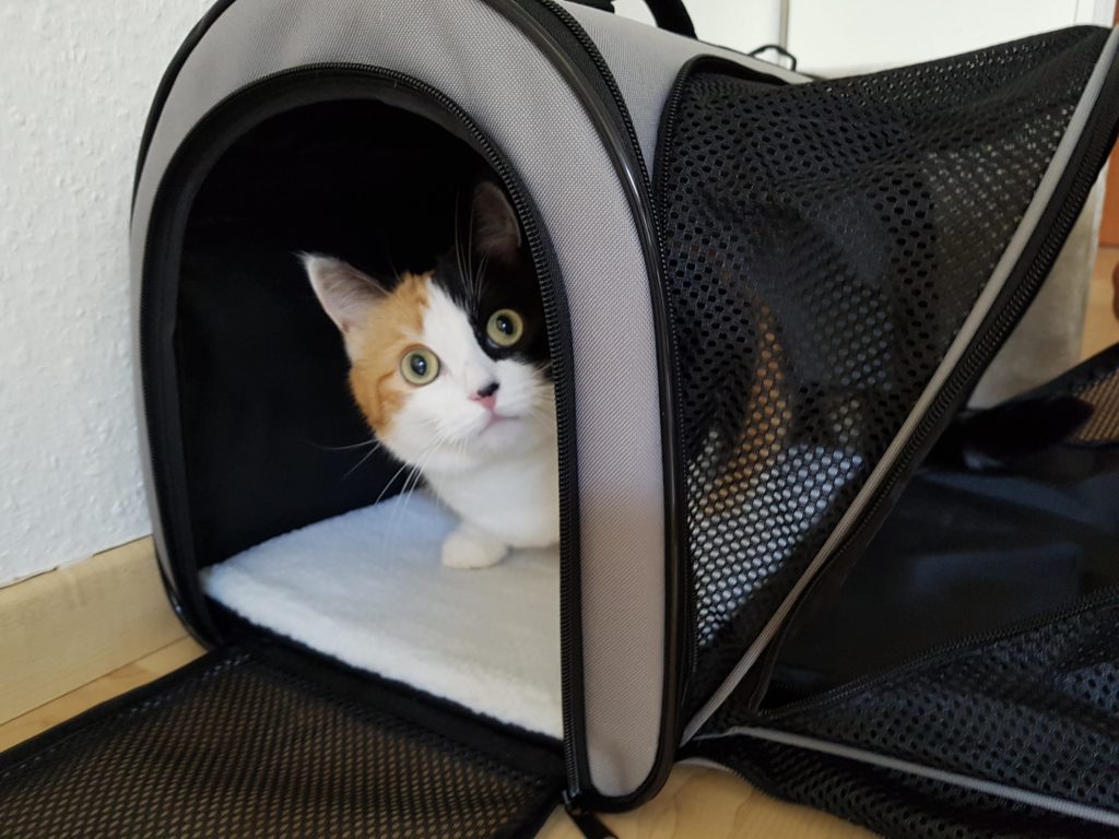 Katzentherapeutin Berlin
