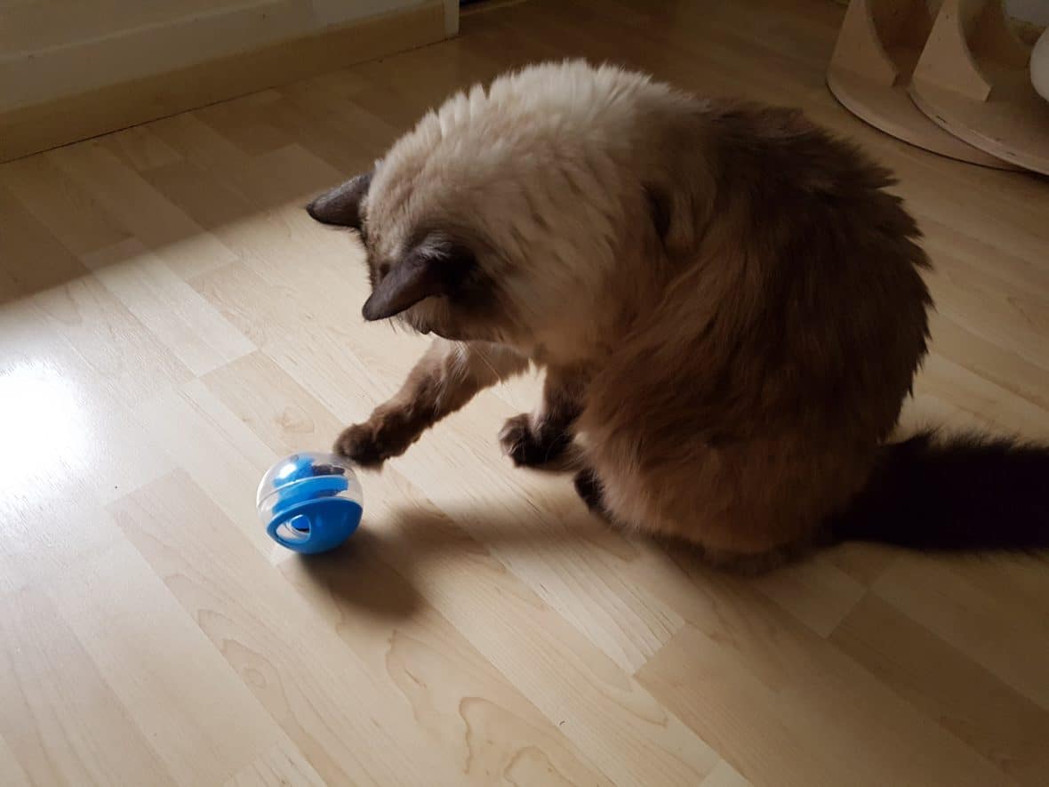 Katzenverhaltensberatung in Berlin