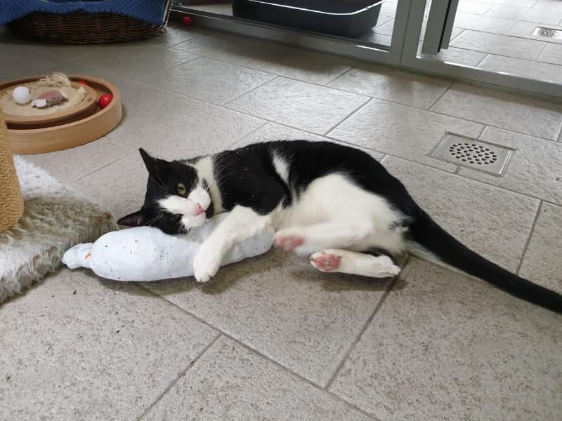 Katzen Verhaltenstherapie in Berlin