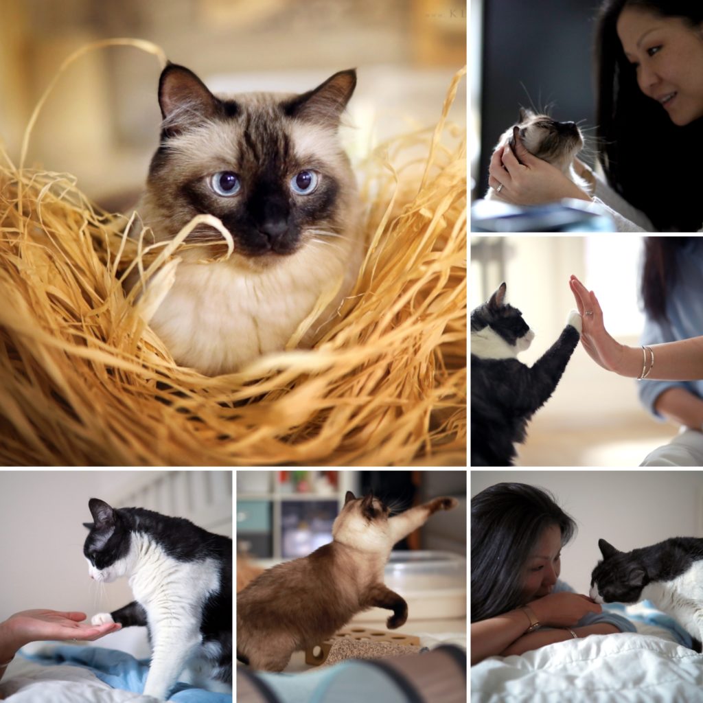 Fotoshooting Mit Katze Und Mensch