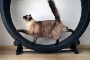 Katzenberatung - Beratung für Katzen - Katzentraining - Katzenfreundliches Handling - Katzenpsychologin in Berlin