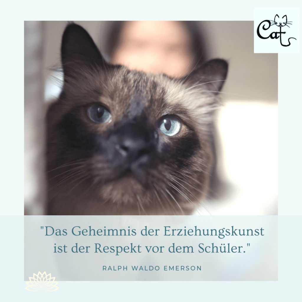 Beratung rund um die Katzen