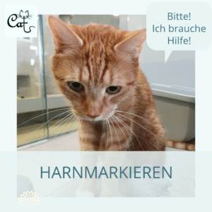 Verhaltensberatung Katzen Berlin Harnmarkieren Unsauberkeit