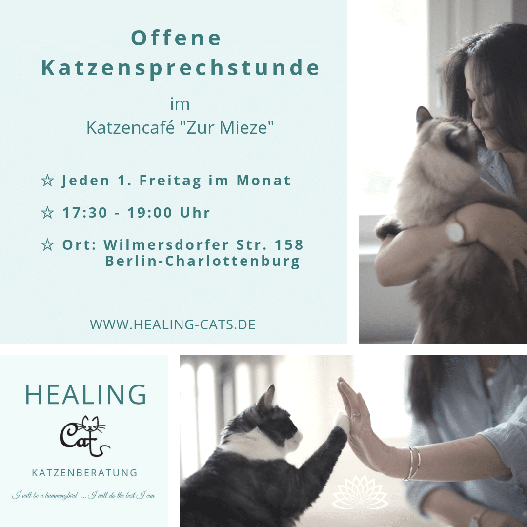 Katzenberatung Katzenberatung Katzenpsychologin Berlin