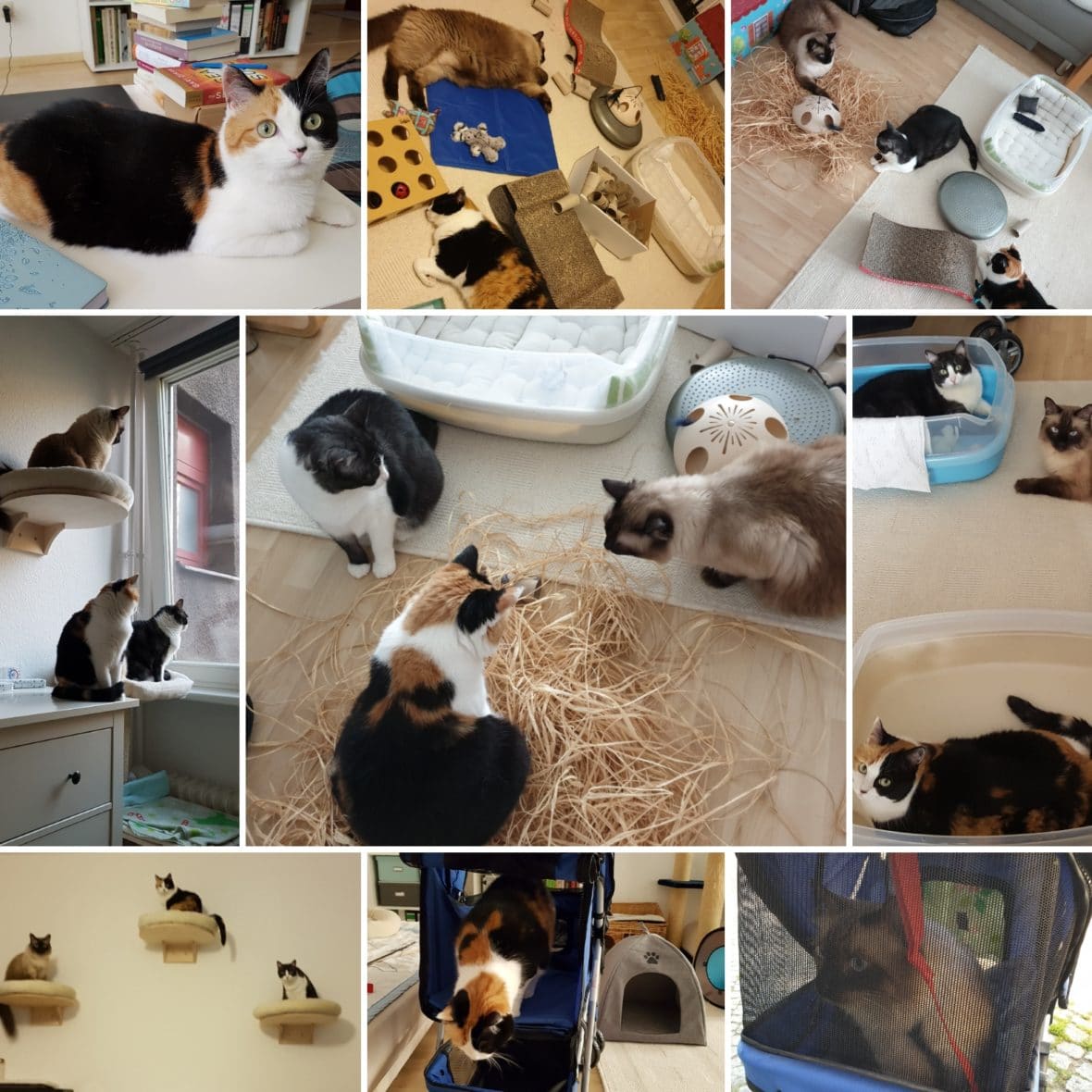 Katzenpsychologin Berlin