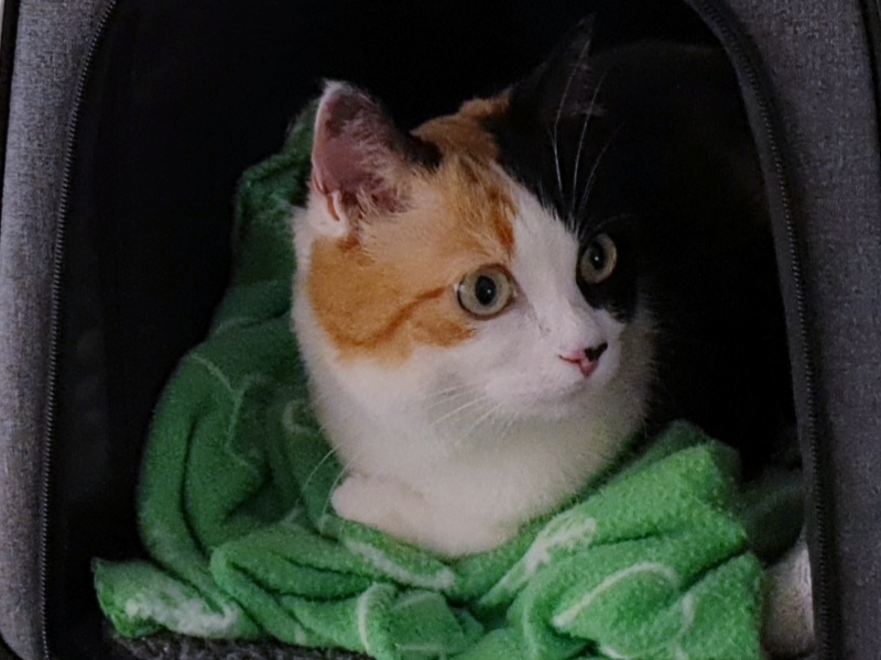 Katzenverhaltensberatung - Katzenernährungsberatung - Katzenbetreuung in Berlin