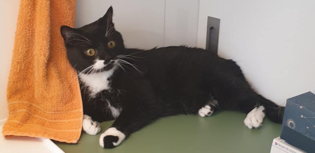 Katzenverhaltensberaterin in Berlin - Katzenprofi
