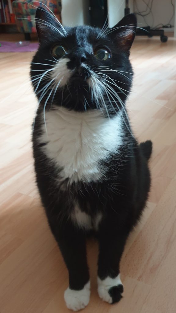 Katze Verhaltensberatung - Katzen mit Special Effects