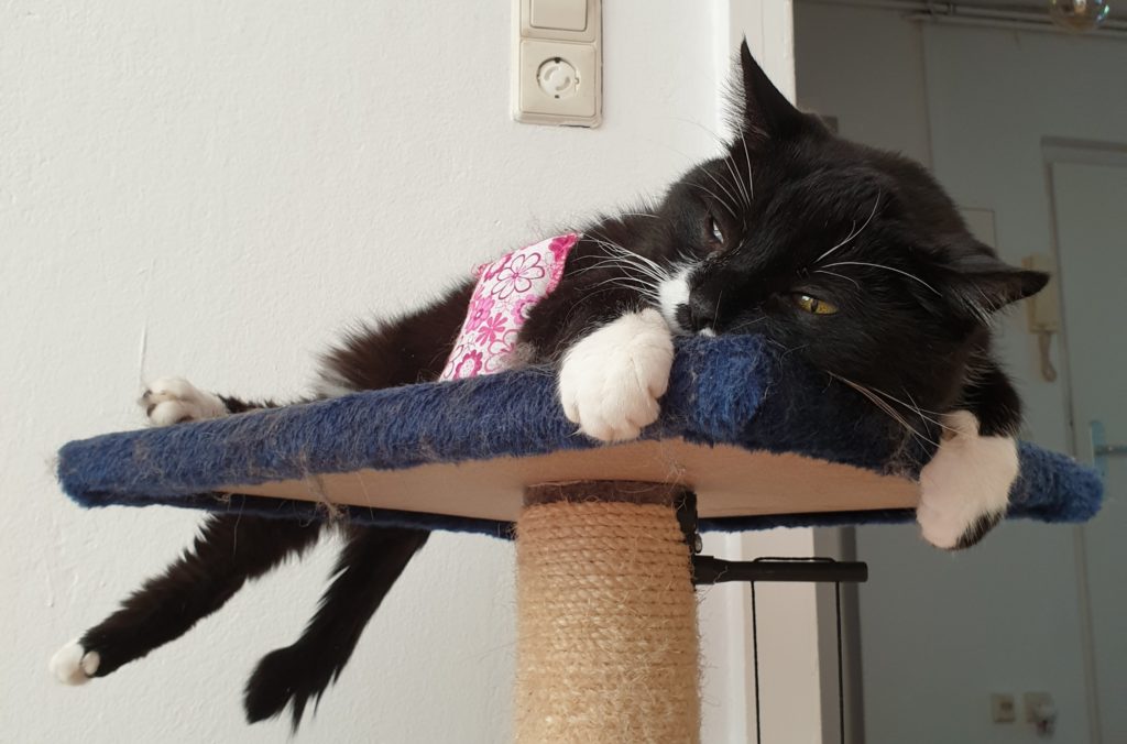 Katzenverhaltemstherapie in Berlin - Katzenexpertin
