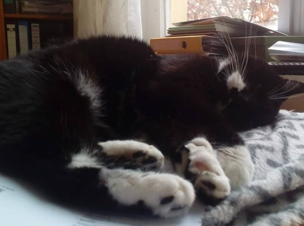 Katze Verhalten Beratung - Katzenexpertin