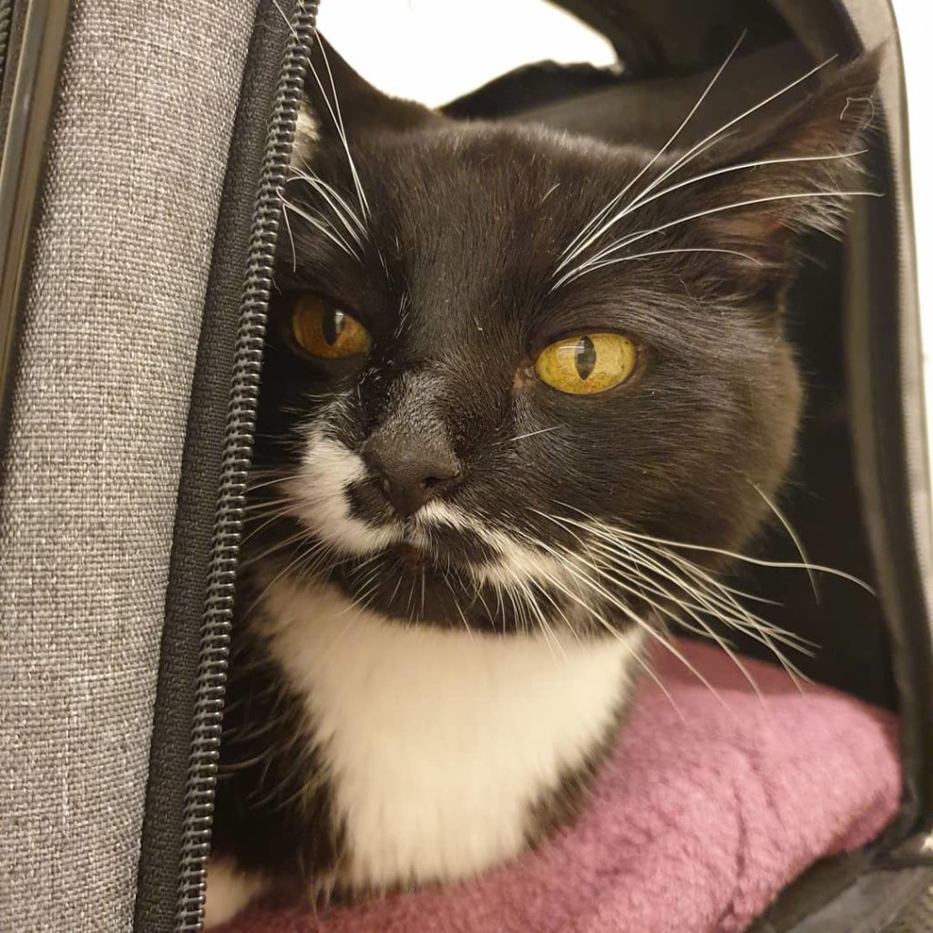 Katzenverhaltensberatung Berlin - Katzenexperti 