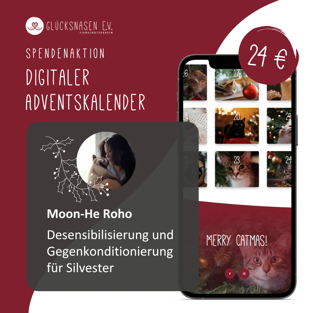 Katzen-Adventskalender