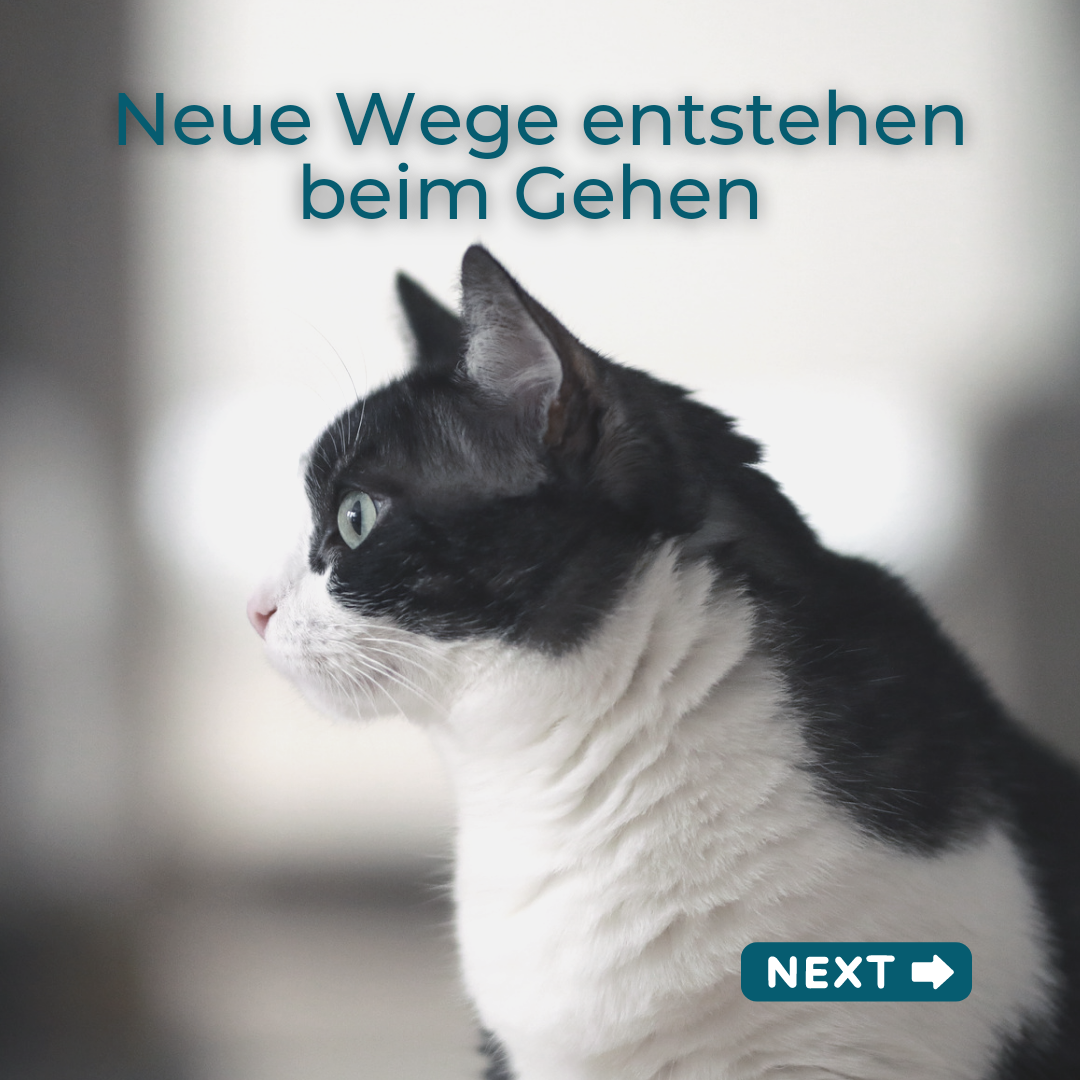 Katzenexpertin für Tierärzte - Fear Free Katzentrainerin - Katzenpsychologin - Katzenernährungsberaterin - Tierschutz 