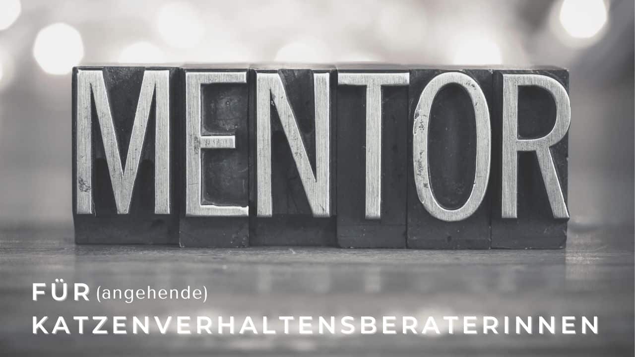 Angebote für Katzenverhaltensberaterinnen